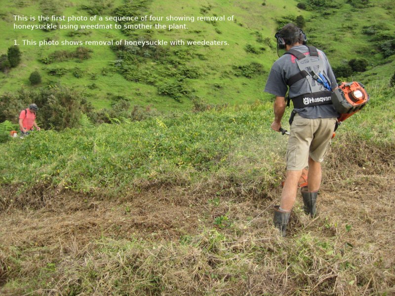 Awaawaroa Bay Projects